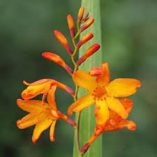 Montbretia and Heather