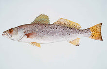 Load image into Gallery viewer, Speckled Trout
