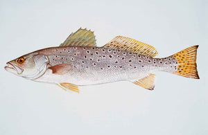 Speckled Trout