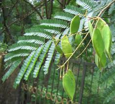 Naturally Dyed Yarn of the Month Club