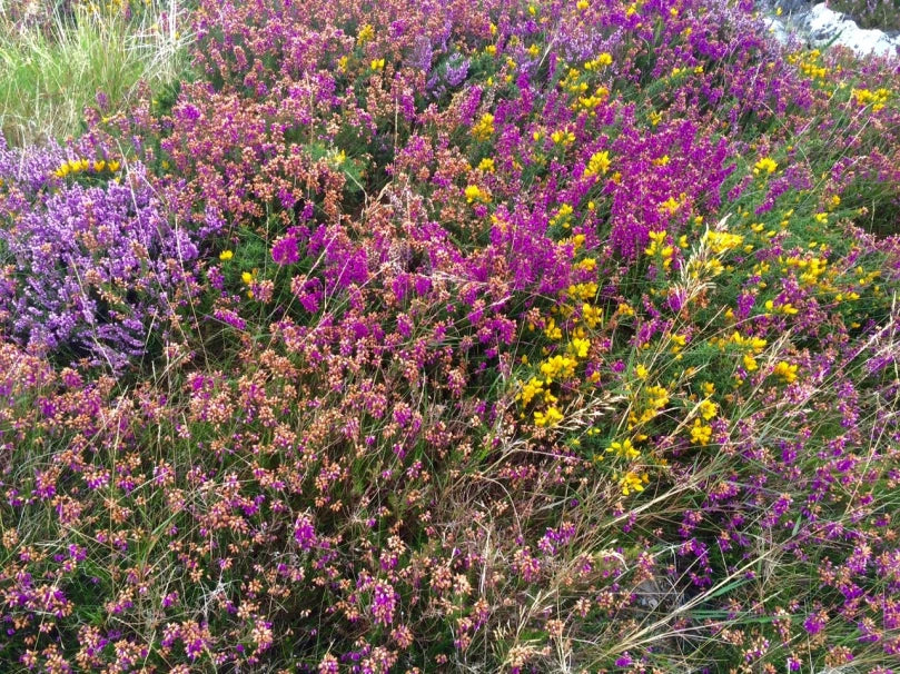 Montbretia and Heather