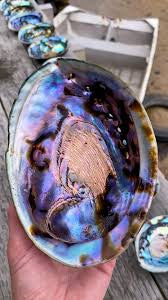 Abalone